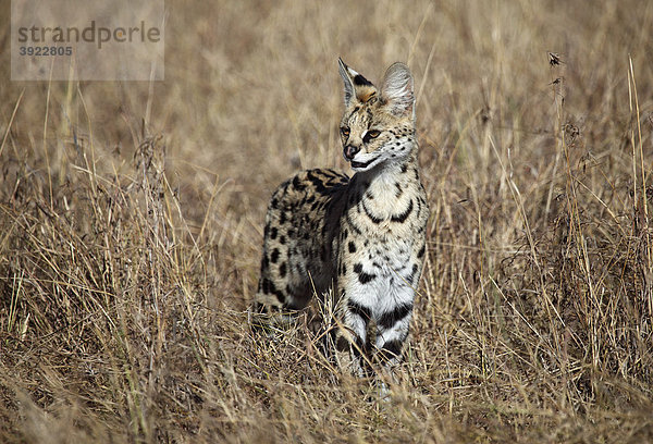 Serval (Leptailurus serval)