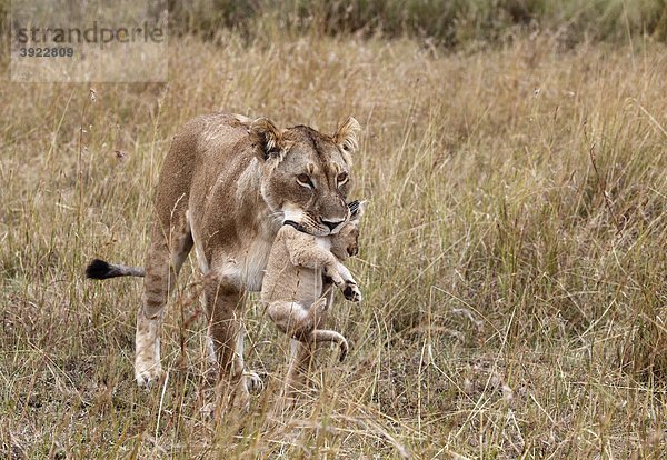 Löwenmutter trägt Junges (Panthera leo)