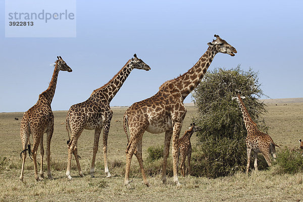 Giraffen (Giraffa camelopardalis) beim Fressen