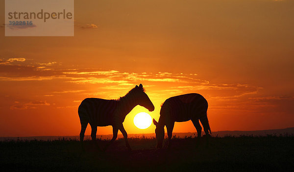 Zebras (Equus quagga) im Sonnenuntergang Equus quagga Steppenzebra