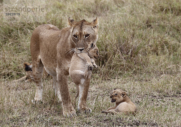Löwin (Panthera leo) und Jungtiere