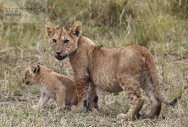 Löwen (Panthera leo)  Brüder  Jungtiere