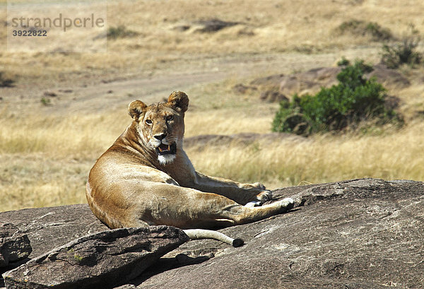 Löwin (Panthera leo) liegt auf Felsen
