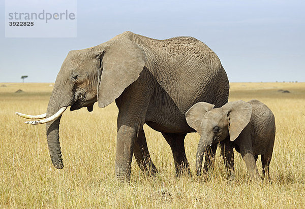 Elefant (Loxodonta africana) mit Jungtier  Masai Mara  Kenia  Afrika