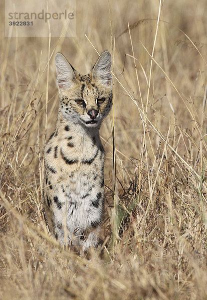 Serval (Leptailurus serval)