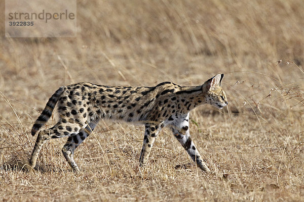 Serval (Leptailurus serval)