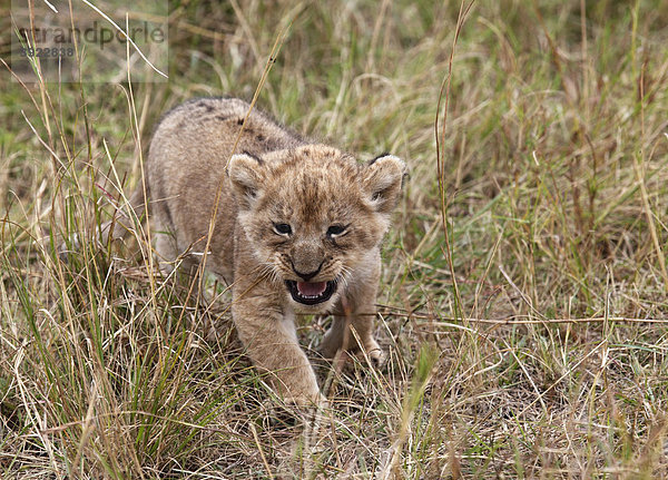 Löwe (Panthera leo)  Jungtier