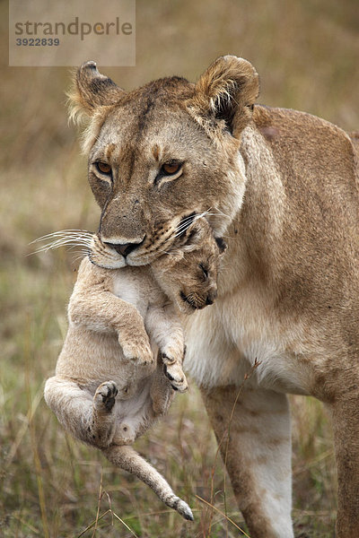 Löwin (Panthera leo) trägt Jungtier