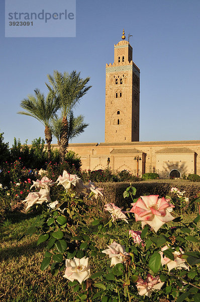 Koutoubiya-Moschee von 1158 mit dem einzigen fertiggestellten Minarett der Almohaden-Zeit  Marrakesch  Marokko  Afrika