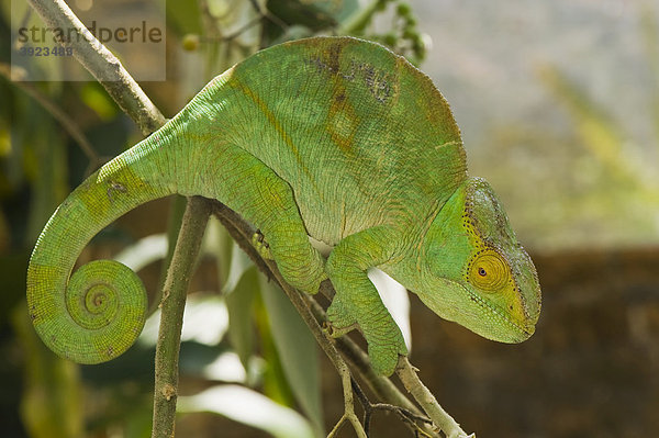 Parson's Chamäleon (Calumma parsonii)  Madagaskar  Afrika