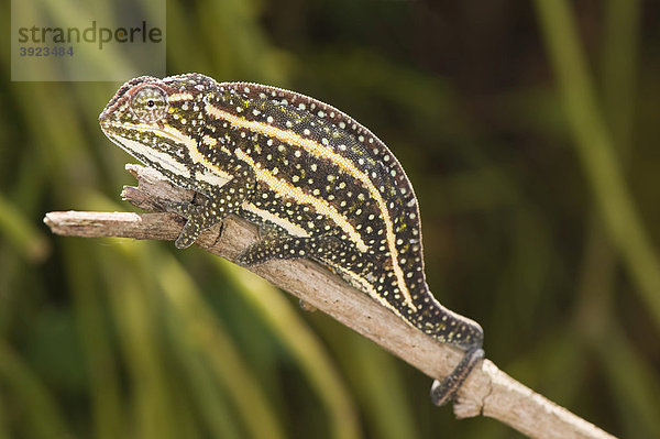 Furcifer campanii Chamäleon (Furcifer campanii)  endemisch  Madagaskar  Afrika