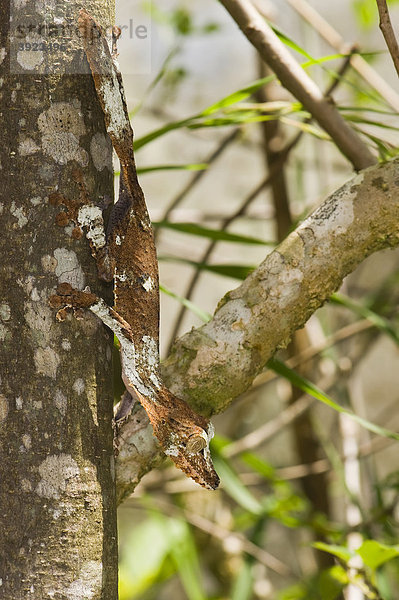 Plattschwanzgecko (Uroplatus sikorae)  endemisch  Madagaskar  Afrika