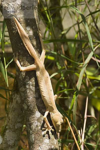 Bambus-Plattschwanzgecko (Uroplatus lineatus)  Madagaskar  Afrika