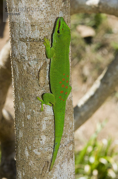 Großer Madagaskar-Taggecko (Phelsuma madagascariensis grandis)  Madagaskar  Afrika