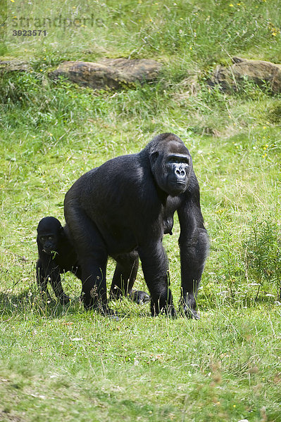 Westlicher Flachlandgorilla (Gorilla gorilla gorilla)  Weibchen mit Jungtier  Stark gefährdete Art  IUCN 2009