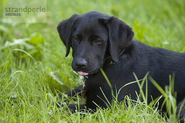 Labrador Welpe im Gras