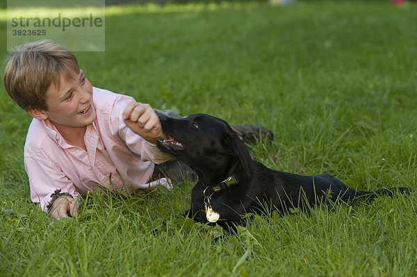 Junge  10 Jahre  spielt mit Hund  Labrador Welpe
