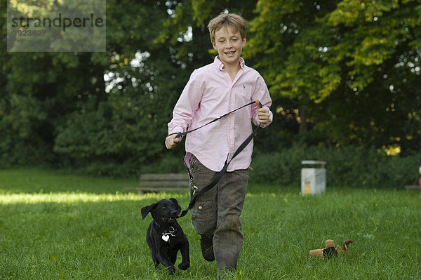 Junge  10 Jahre  läuft mit Hund  Labrador Welpe  an der Leine über Wiese
