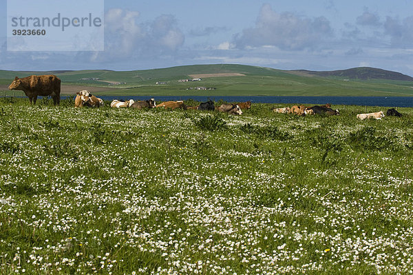 Blumenwiese mit weidenden Kühen  Orkney Inseln  Schottland  Großbritannien  Europa
