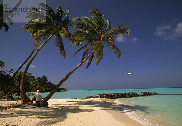 Strand  Kokospalmen (Cocos nucifera)  Ari Atoll  Malediven  Asien
