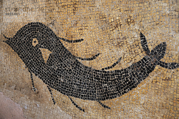 Römisches Mosaik mit Meereswesen in der Stadt Krk  Kroatien  Europa
