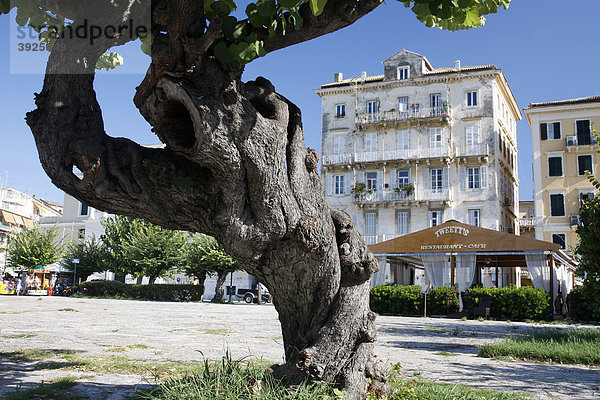 Alter Baum vor Gebäuden in Korfu auf der Insel Korfu  Griechenland  Europa
