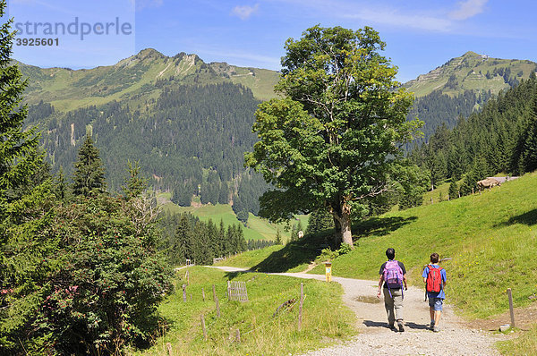 Wandern auf dem Panoramaweg im Bärgunttal  Bärgundtal  Kleinwalsertal  Vorarlberg  Allgäuer Alpen  Österreich  Europa