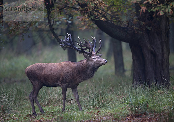 Rothirsch (Cervus elaphus)