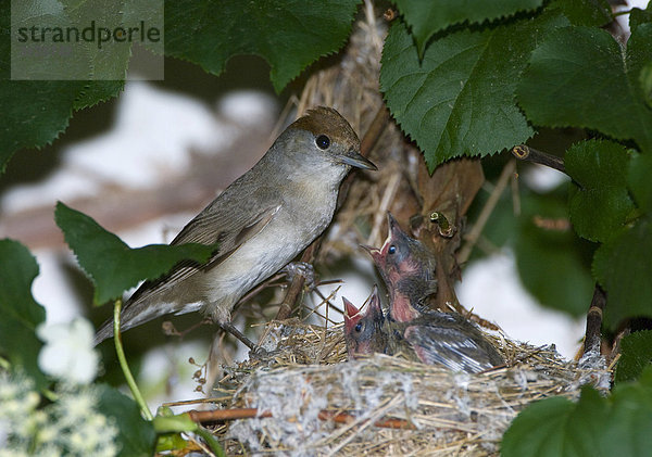 Mönchsgrasmücke (Sylvia atricapilla) mit Jungvögeln im Nest