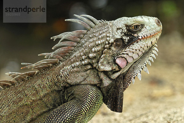 Grüner Leguan (Iguana iguana)  Portrait  Insel St. Croix  US Virgin Islands  USA