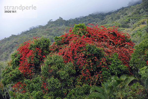 Flammenbaum  Flamboyant (Delonix regia  Poinciana regia)  tropischer Regenwald  Daintree Nationalpark  Queensland  Australien