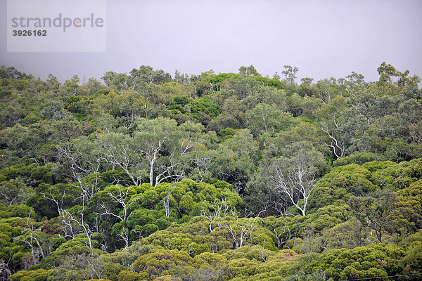 Tropischer Regenwald  Daintree Nationalpark  Queensland  Australien