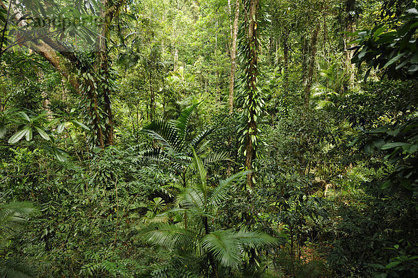 Regenwald  Daintree National Park  Queensland  Australien