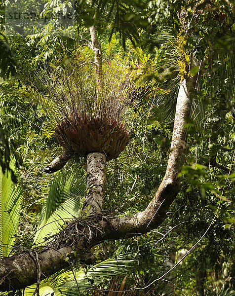 Korbfarn (Drynaria rigidula)  Regenwald  Daintree National Park  Queensland  Australien