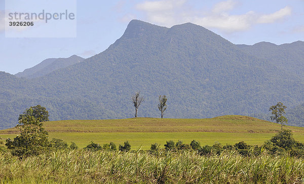 Landschaft des Daintree National Park mit Zuckerrohrfeldern  Regenwald  Queensland  Australien