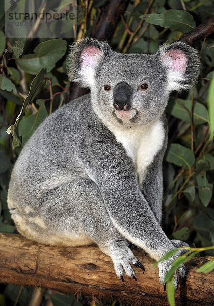 Koala  auch Aschgrauer Beutelbär (Phascolarctos cinereus)  in Eukalyptsbaum  auch Blaugummibäume  Eukalypten (Eucalyptus)  Queensland  Australien