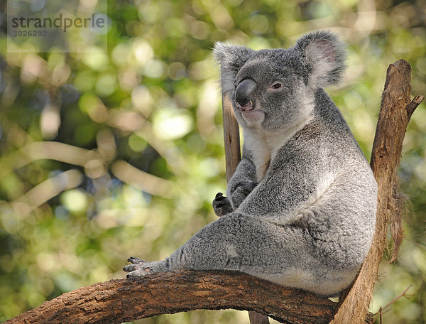 Koala  auch Aschgrauer Beutelbär (Phascolarctos cinereus)  in Eukalyptsbaum  auch Blaugummibäume  Eukalypten (Eucalyptus)  Queensland  Australien