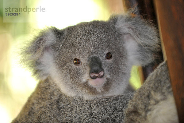 Koala  Jungtier  auch Aschgrauer Beutelbär (Phascolarctos cinereus)  in Eukalyptsbaum  auch Blaugummibäume  Eukalypten (Eucalyptus)  Queensland  Australien