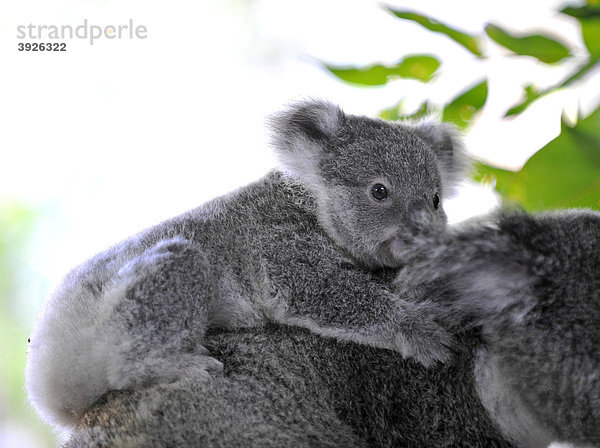 Koala  auch Koalabär  Aschgrauer Beutelbär (Phascolarctos cinereus)  Mutter mit Jungtier  in Eukalyptsbaum  auch Blaugummibäume  Eukalypten (Eucalyptus)  Queensland  Australien