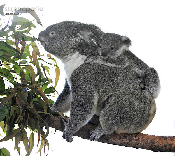 Koala  auch Koalabär  Aschgrauer Beutelbär (Phascolarctos cinereus)  Mutter mit Jungtier  frisst in Eukalyptsbaum  auch Blaugummibäume  Eukalypten (Eucalyptus)  Queensland  Australien
