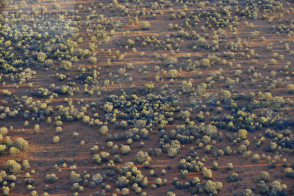 Luftaufnahme Spinifex Gras (Plectrachne triodia spp.) bei Sonnenuntergang  Northern Territory  Australien