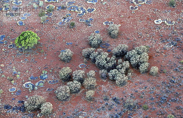 Luftaufnahme Spinifex Gras (Plectrachne triodia spp.) bei Sonnenuntergang  Northern Territory  Australien