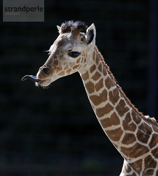 Netzgiraffe (Giraffa camelopardalis reticulata)  Jungtier 2 Wochen  Portrait  Zunge