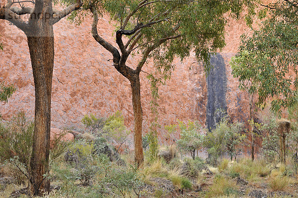 Bäume vor Felswand  Uluru  Ayers Rock  Uluru-Kata Tjuta Nationalpark  Northern Territory  Australien