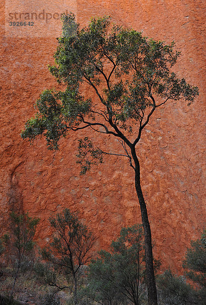 Baum vor Felswand  Uluru  Ayers Rock  Uluru-Kata Tjuta Nationalpark  Northern Territory  Australien