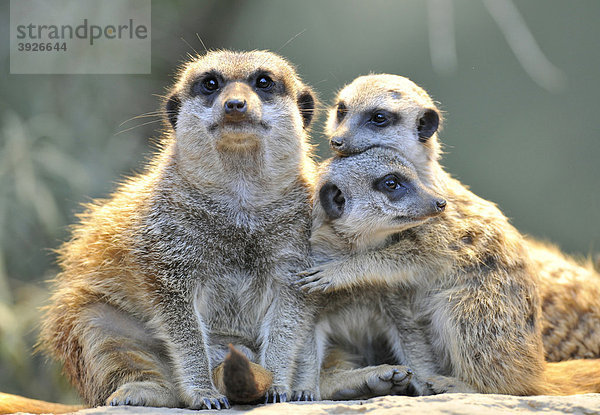 Erdmännchen (Suricata suricatta)  Elterntier  zwei Jungtiere  Umarmung