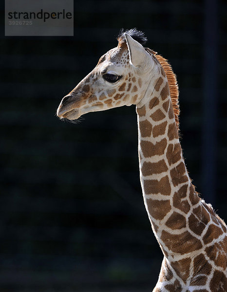 Netzgiraffe (Giraffa camelopardalis reticulata)  Jungtier  Portrait