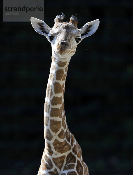 Netzgiraffe (Giraffa camelopardalis reticulata)  Jungtier