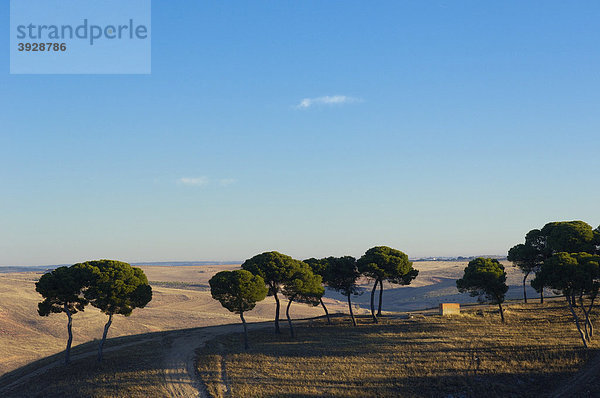 Landschaft in der Nähe von Belmonte  Provinz Cuenca  Castilla-La Mancha  Spanien  Europa