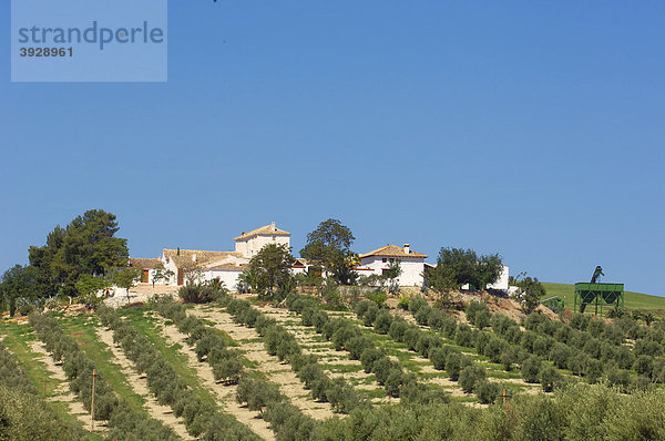 Cortijo und Landschaft mit Olivenbäumen  Sierra de Cazorla  Segura y Las Villas Naturpark  Provinz JaÈn  Andalusien  Spanien  Europa